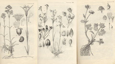 Мурманск ПАБСИ ботаника флора история