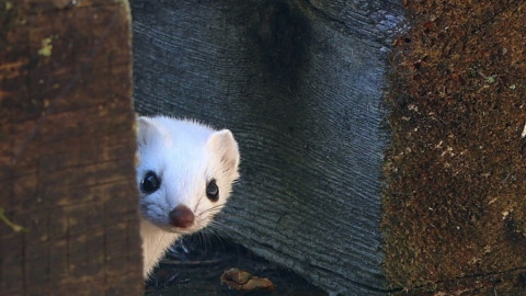 горностай выглядывает из-за бруса