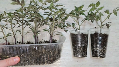 Рассада томатов