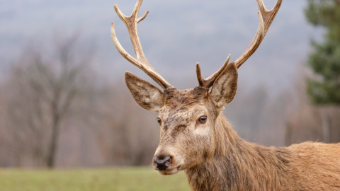 лесной олень