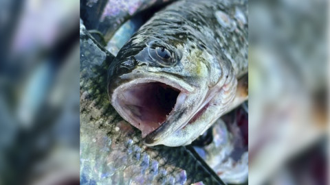 Беломорская селедка