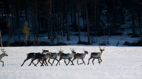 Мурманск, заповедник, олень