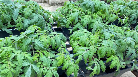 Рассада томатов