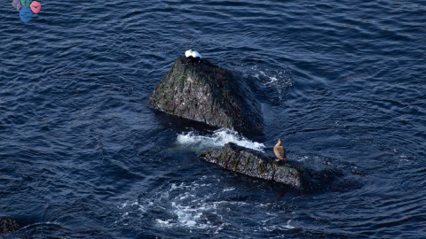 мурманск птицы заповедник