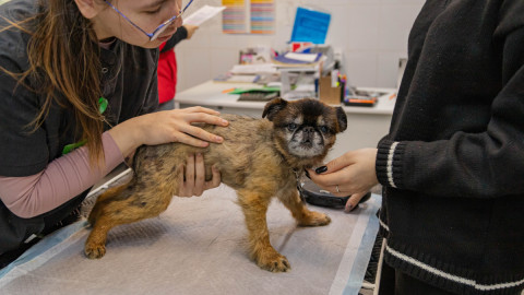 Собака на осмотре