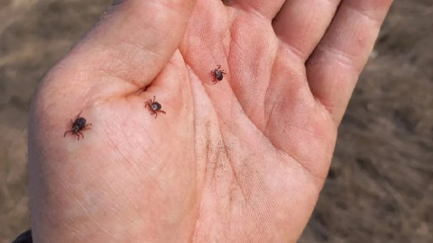 Мурманск клещи природа здоровье