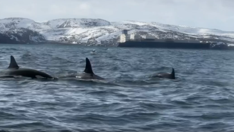 Плавники косаток