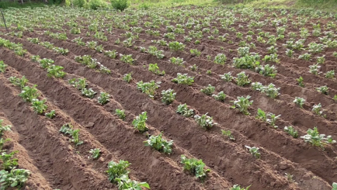 Грядки картофеля