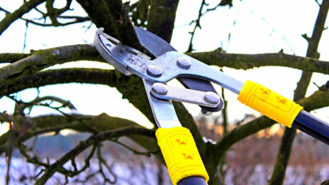 Сучкорез и яблоня