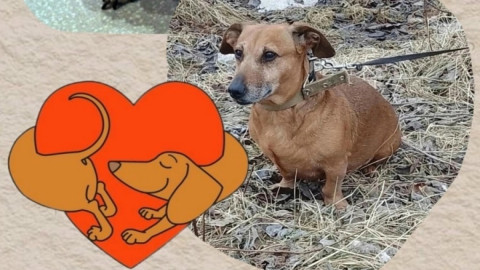 маленькая коричневая такса