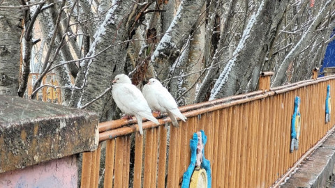 голуби сидят на заборе