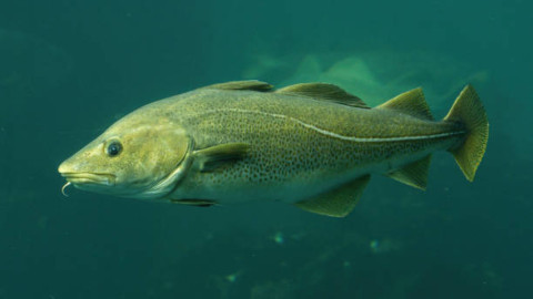 мурманск треска рыба