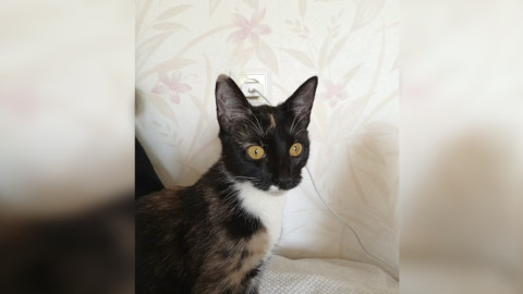 Кошка которая ищет дом
