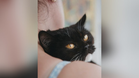 Красивая кошка из Мурманска