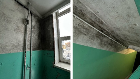 плесень на стенах в подъезде