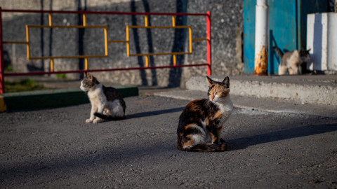 Коты охотятся на крыс
