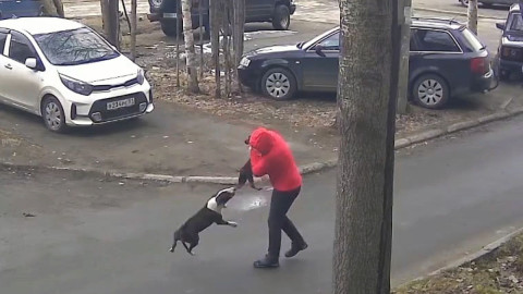 Нападение питбуля в Апатитах