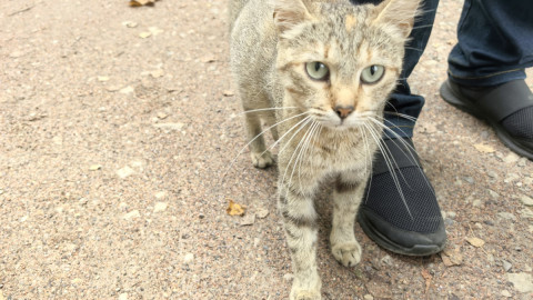 Прививки от бешенства