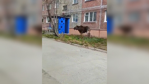 Лось в Апатитах