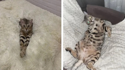 бенгальская пятнистая кошка