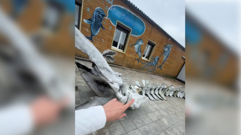 Скелет кита