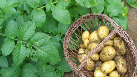 картофель на грядке