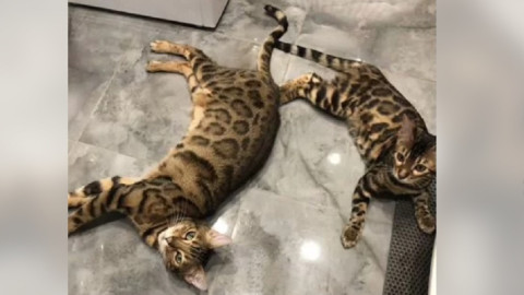 бенгальский кошки лежат на кровати