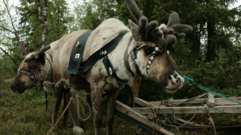 Северные олени