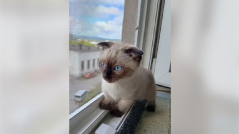маленькая кошечка с короткими лапками