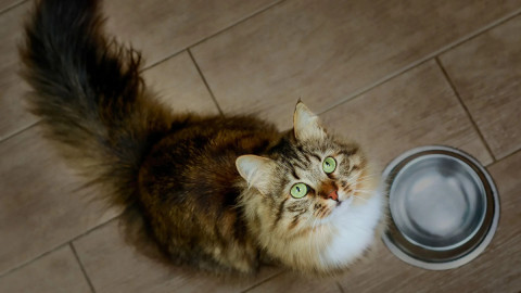 кошка у миски