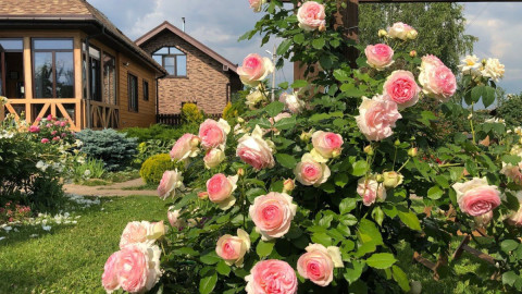 розы