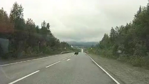 медведь на дороге