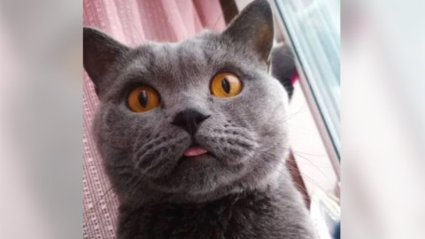 шотландский кот высунул язык