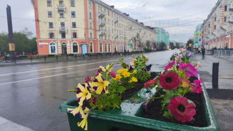 Цветы на фоне дороги