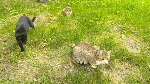 коты гуляют на лужайке