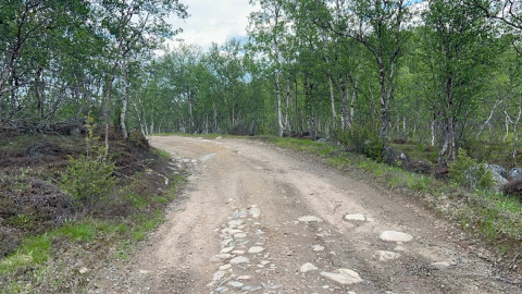 грунтовая дорога в лесу
