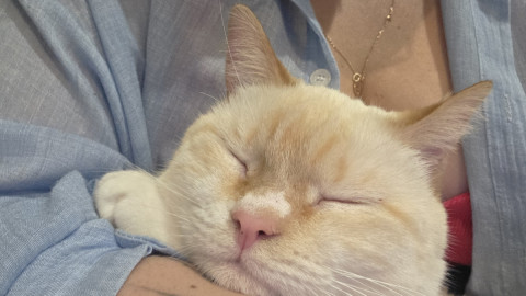 Кот на руках