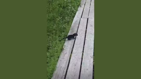 детеныш норки
