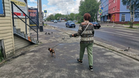 Собака гуляет
