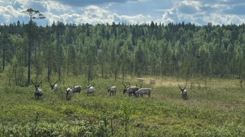 олени в пасвике