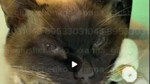 Голова кота