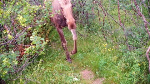 Лось на побережье Мурмана