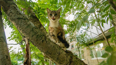 кот на дереве