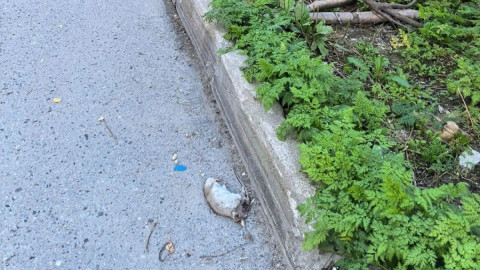 дохлая крыса на асфальте