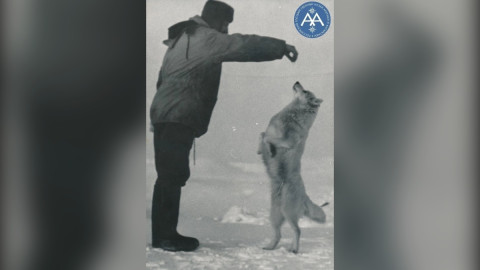 собака полярников