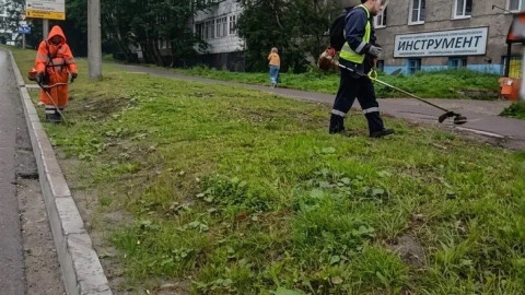 покос борщевика