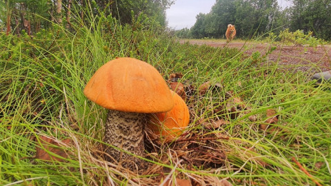 подосиновики возле дерева