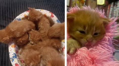 маленькие рыжие котята