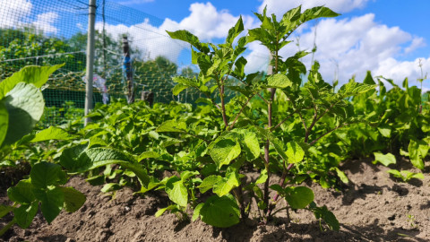 растение