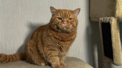 Кошка сидит